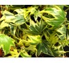 Hedera Helix Yellow Ripple