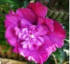 Hibiscus Magenta Chiffon / Хибискус шифон лилав 