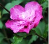 Hibiscus Magenta Chiffon / Хибискус шифон лилав 