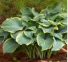 Hosta Regal Splendor