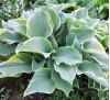 Hosta Regal Splendor