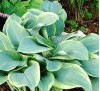 Hosta Regal Splendor