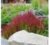 Imperata cylindrica rubra / Императа