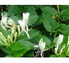 Lonicera japonica / Лоницера, Орлови нокти