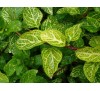 Lonicera japonica Aureo Reticulata / Лоницера