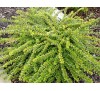 Lonicera nitida Maigrun / Блестяща лоницера