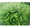 Lonicera nitida Maigrun / Блестяща лоницера
