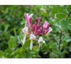 Lonicera x americana / Лоницера Американа
