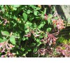 Lonicera x americana / Лоницера Американа