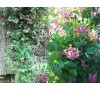 Lonicera x americana / Лоницера Американа