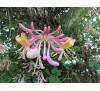 Lonicera x americana / Лоницера Американа