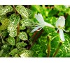 Lonicera japonica Aureo Reticulata / Лоницера