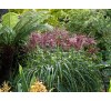 Miscanthus sinensis Malepartus /  Мискантус