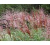 Miscanthus sinensis Malepartus /  Мискантус
