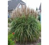 Miscanthus sinensis Malepartus /  Мискантус