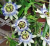 Passiflora caerulea / Пасифлора синя