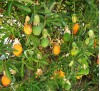 Passiflora caerulea / Пасифлора синя
