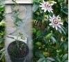 Passiflora caerulea / Пасифлора синя