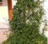 Passiflora caerulea / Пасифлора синя