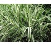 Phalaris picta / Фаларис