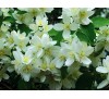 Philadelphus coronarius / Филаделфус