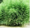 Phyllostachys bissetii / Бамбук