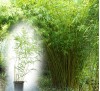 Phyllostachys bissetii / Бамбук