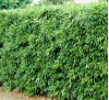 Phyllostachys bissetii / Бамбук