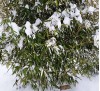 Phyllostachys bissetii / Бамбук