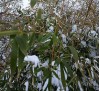 Phyllostachys bissetii / Бамбук