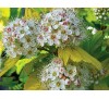 Physocarpus opulifolius aureus / Физокарпус жълт