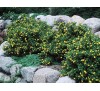 Potentilla fruticosa / Потентила очиболец
