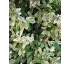 Pyracantha variegata / Пираканта пъстролистна