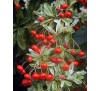 Pyracantha variegata / Пираканта пъстролистна
