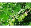 Ribes uva crispa / Цариградско грозде, Бодливо грозде