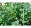 Ribes uva crispa / Цариградско грозде, Бодливо грозде