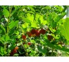Ribes uva crispa / Цариградско грозде, Бодливо грозде