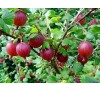 Ribes uva crispa / Цариградско грозде, Бодливо грозде