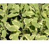 Salvia officinalis Aurea / Салвия пъстролистна