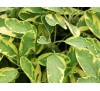 Salvia officinalis Aurea / Салвия пъстролистна