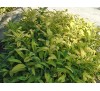 Salvia officinalis Aurea / Салвия пъстролистна