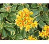 Sedum kamtschaticum variegatum / Седум Камчатски пъстролистен