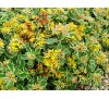 Sedum kamtschaticum variegatum / Седум Камчатски пъстролистен