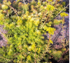 Sedum reflexum Aureum / Седум рефлексум жълтолистен