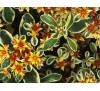 Sedum kamtschaticum variegatum / Седум Камчатски пъстролистен