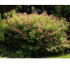 Spiraea Japonica Anthony waterer / Спирея японика