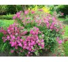 Spiraea Japonica Anthony waterer / Спирея японика