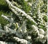 Spiraea nipponica Snow mound