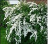 Spiraea nipponica Snow mound