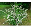 Spiraea x vanhouttei / Спирея Майски сняг